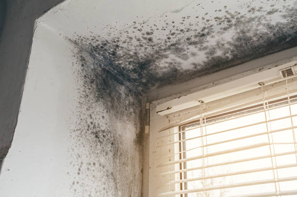 Affordable Commercial Mold Remediation solutions in McClure, PA